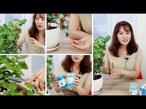 茉莉花 澆水